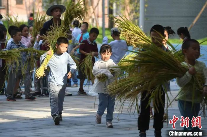 資料圖：小學生們體驗收割水稻。陳超 攝